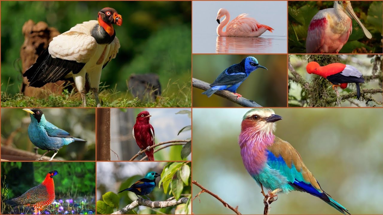 151 Most Colorful And Exotic Birds with Names and Country 🦩🕊️🦢🦅  [Hindi]