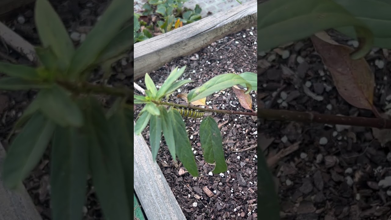 Захватывающее развитие сада