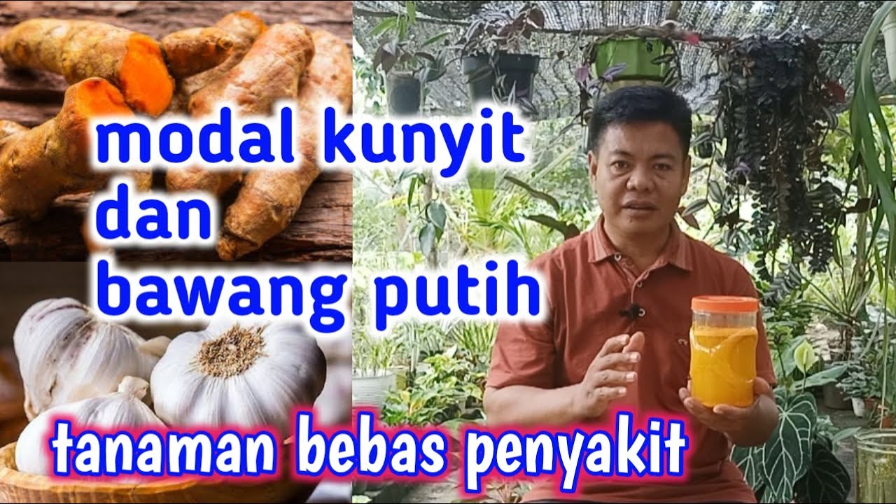 Modal Kunyit Dan Bawang Putih Saja, Tanaman Bebas Penyakit Sepanjang Tahun