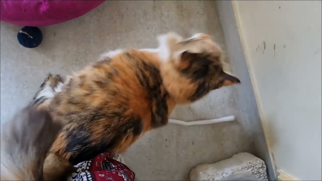 Calico guest cat Bella's 13th stay moments ♥️ #cat #calicocat #bella 