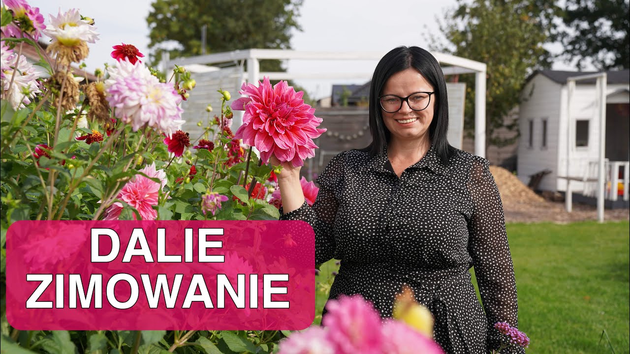 Dalie, kiedy i jak wykopywać karpy dalii by je idealnie przechować do kolejnego sezonu.