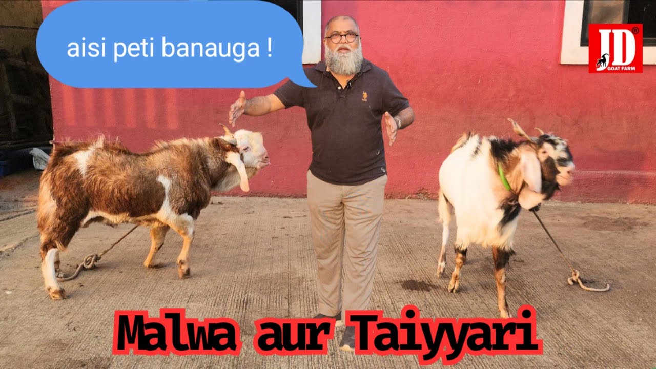 Malwa ki Taiyyari Dekho ! Sirf Shauq Karo koi bhi Sell ka nahi hai | JD Goat Farm