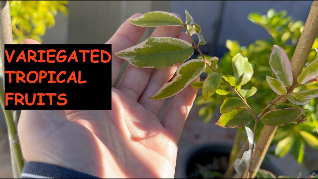 Tour of Variegated Fruits and New Cherimoya Trees