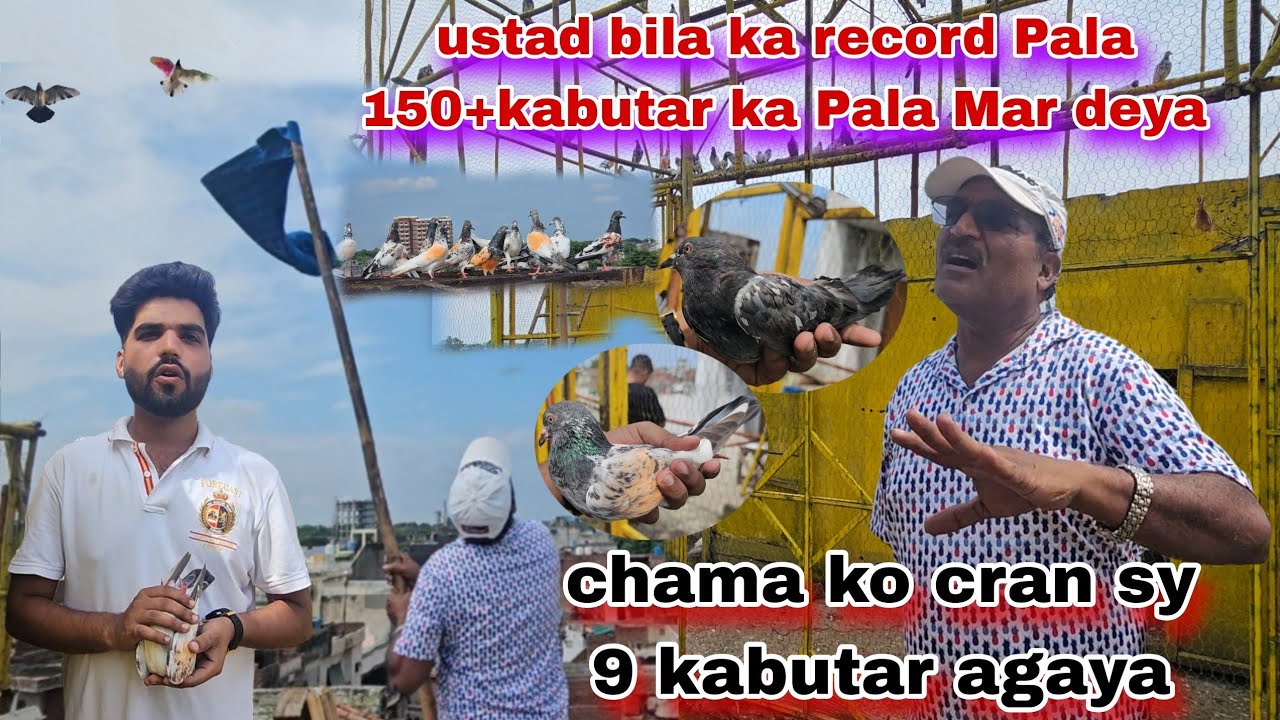 Ustad bila ny 150+kabutaro ka Pala Mar deya chama cran sy 9 kabutar pakr k laya😍
