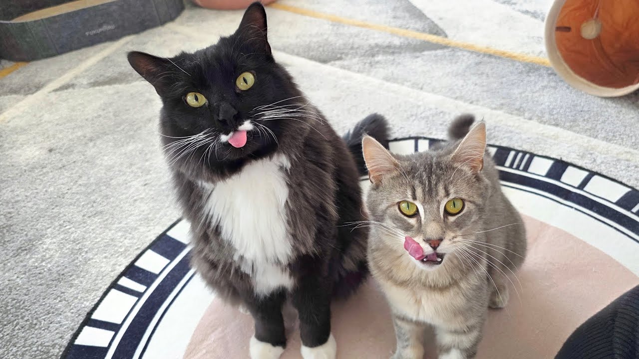 Two smart cats giving paw and doing tricks for treats