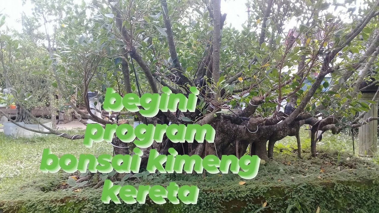 BONSAI KIMENG KERETA KENCANA