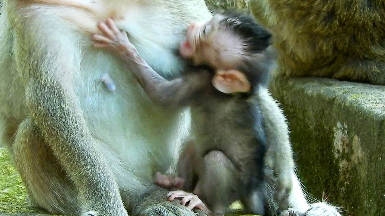 Very interesting action! Tiny AVERY @ngry his mother doesn`t concern baby nursing.