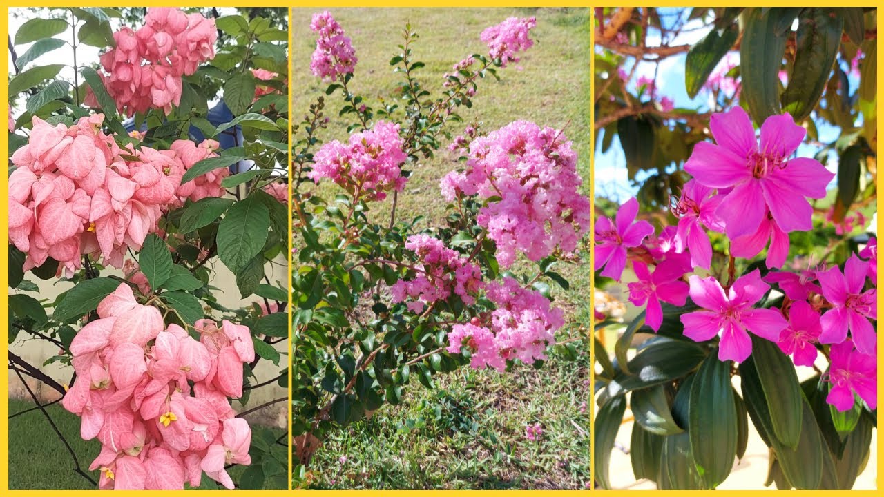 4 ARBUSTOS LINDOS E FLORÍFEROS PARA VOCÊ CULTIVAR NO JARDIM OU NA CALÇADA 🥰