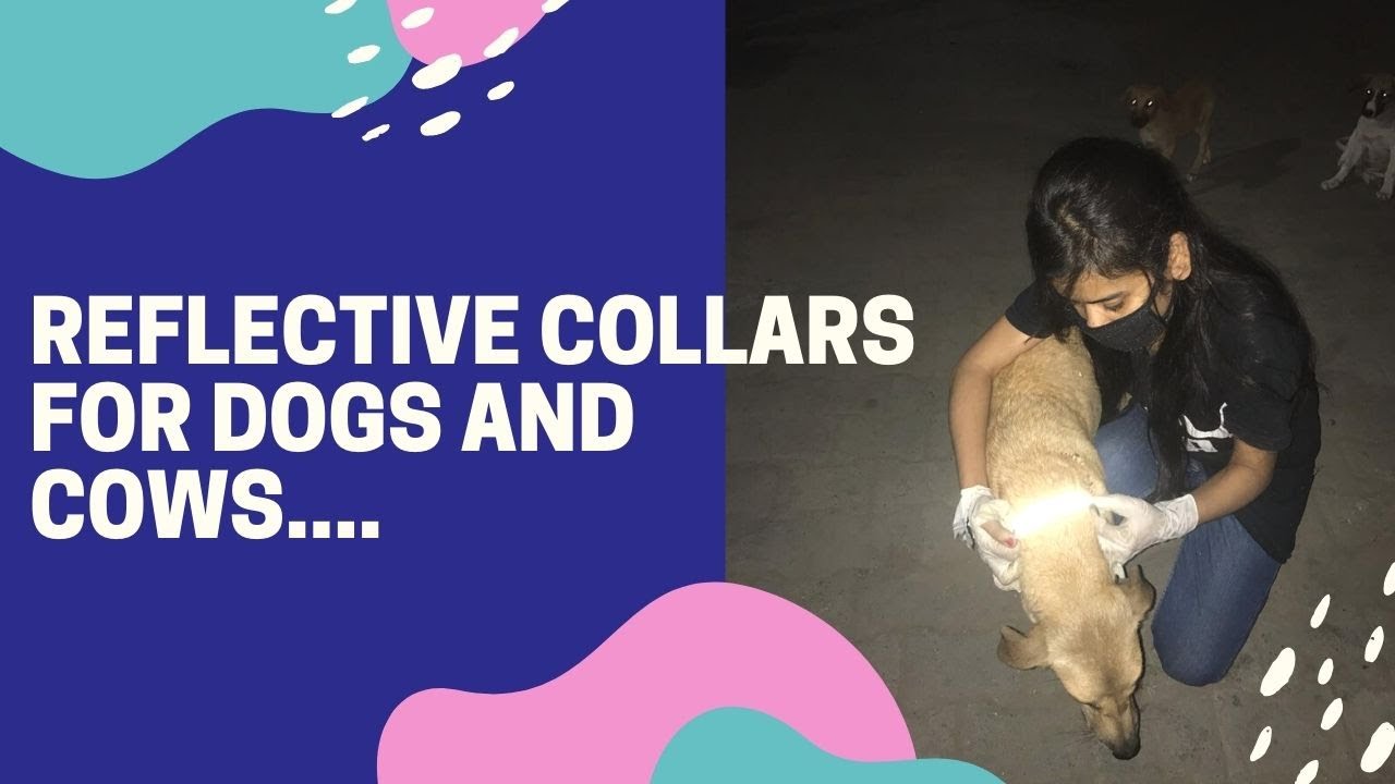 Binkymart Handmade Reflective Collars for Dogs and Cows....
