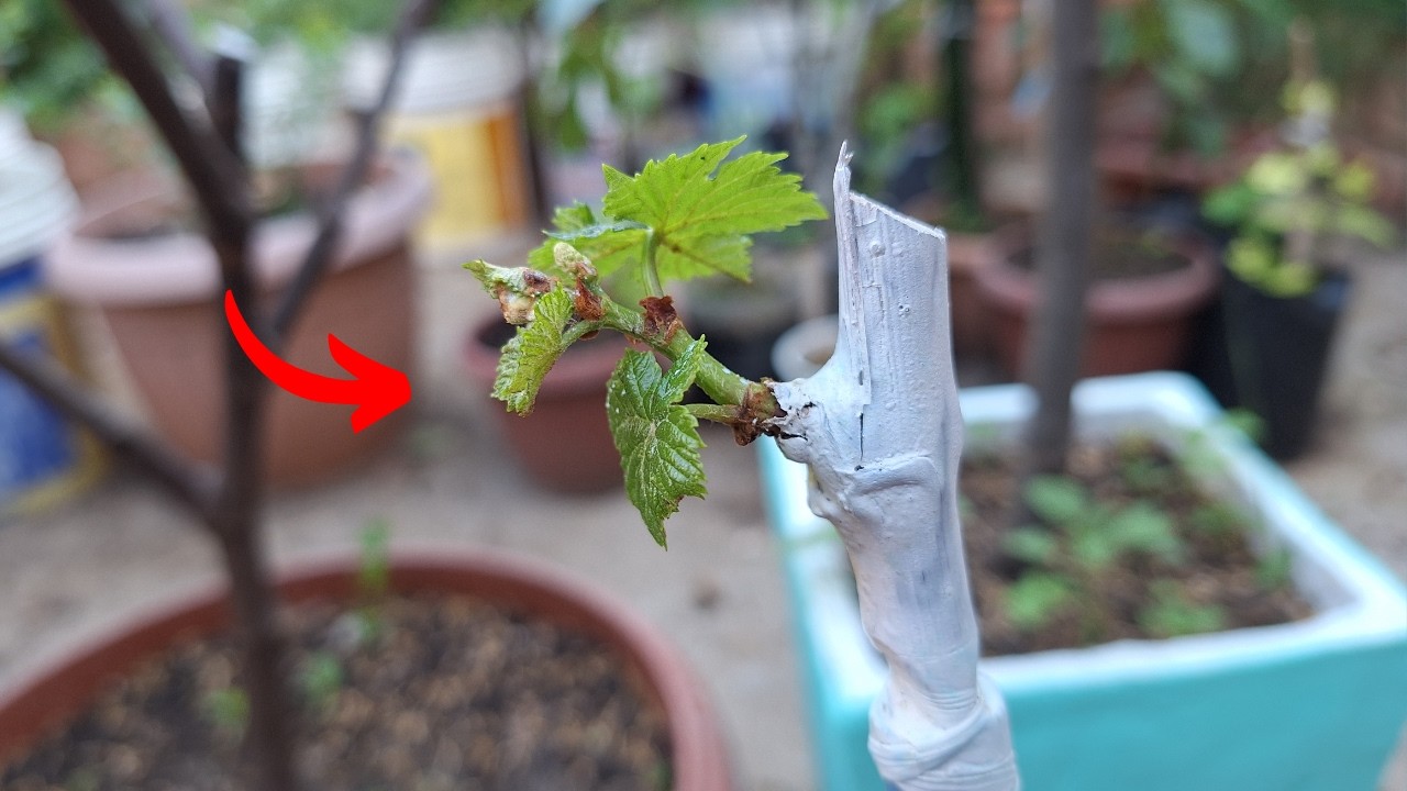 INJERTO DE VID | injerto de púa en plantas de uva