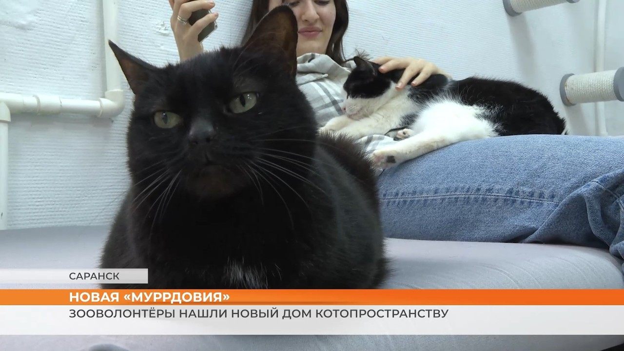 История с продолжением. В Саранске вновь можно прийти в котопространство