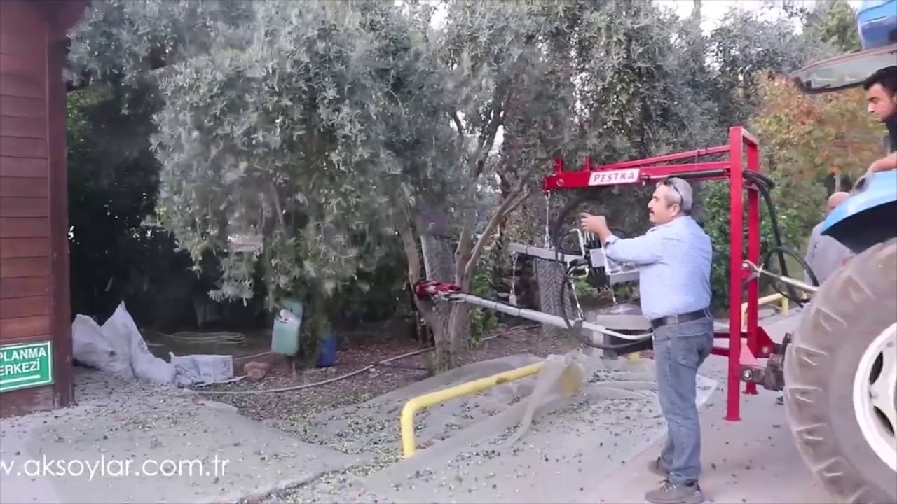 Harvest of organic olives with mechanical trunk shaker PESTKA