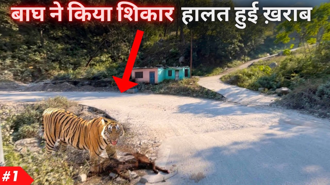 Tiger Attack Jim Corbett National Park | Dangerous Drive to Maidavan Forest | Marchula Tiger Attack 