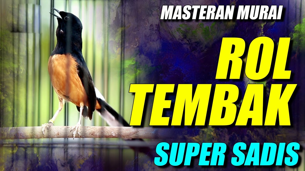 MURAI BATU GACOR ‼️TEMBAKAN MEWAH SUPER PEDES MEMANCING MURAI BATU LAIN TAK MAU DIAM