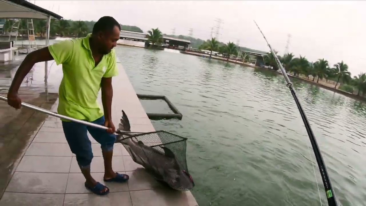 Swimbait fishing Game in Natural Exotic Big Fish Fishing Pond. Malaysian