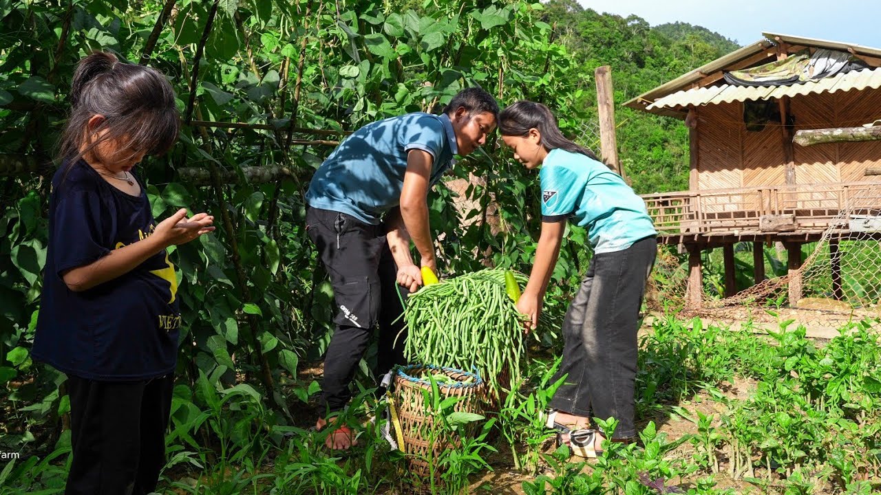 Harvest Melon and Bean Garden at the Farm, Bring it to the Market to Sell, Exchange Gas Tanks