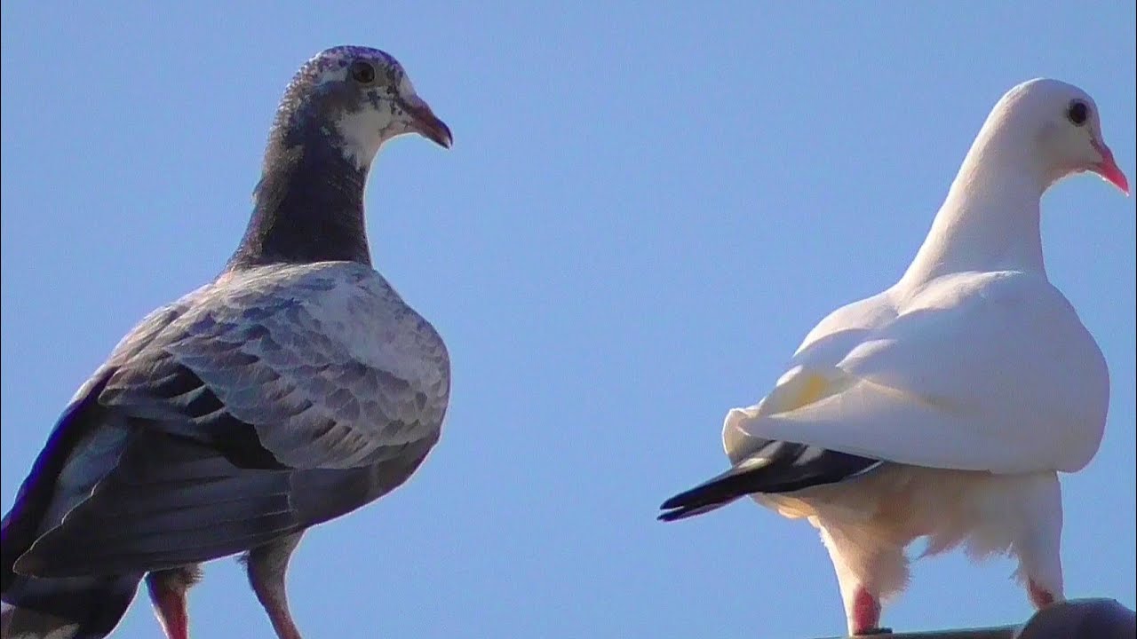 Голуби привели чужих пискунов/Brought foreign pigeons