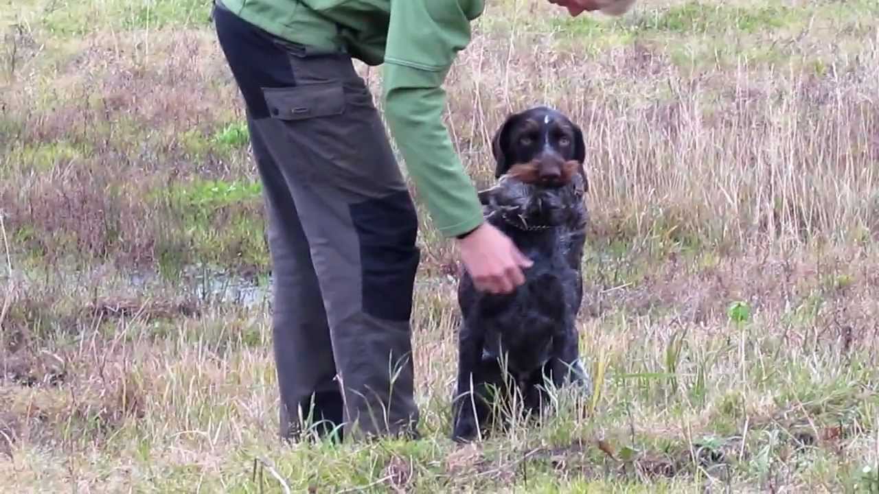 Agerh&oslash;neapportering, Ruh&aring;ret H&oslash;nsehund Aico.