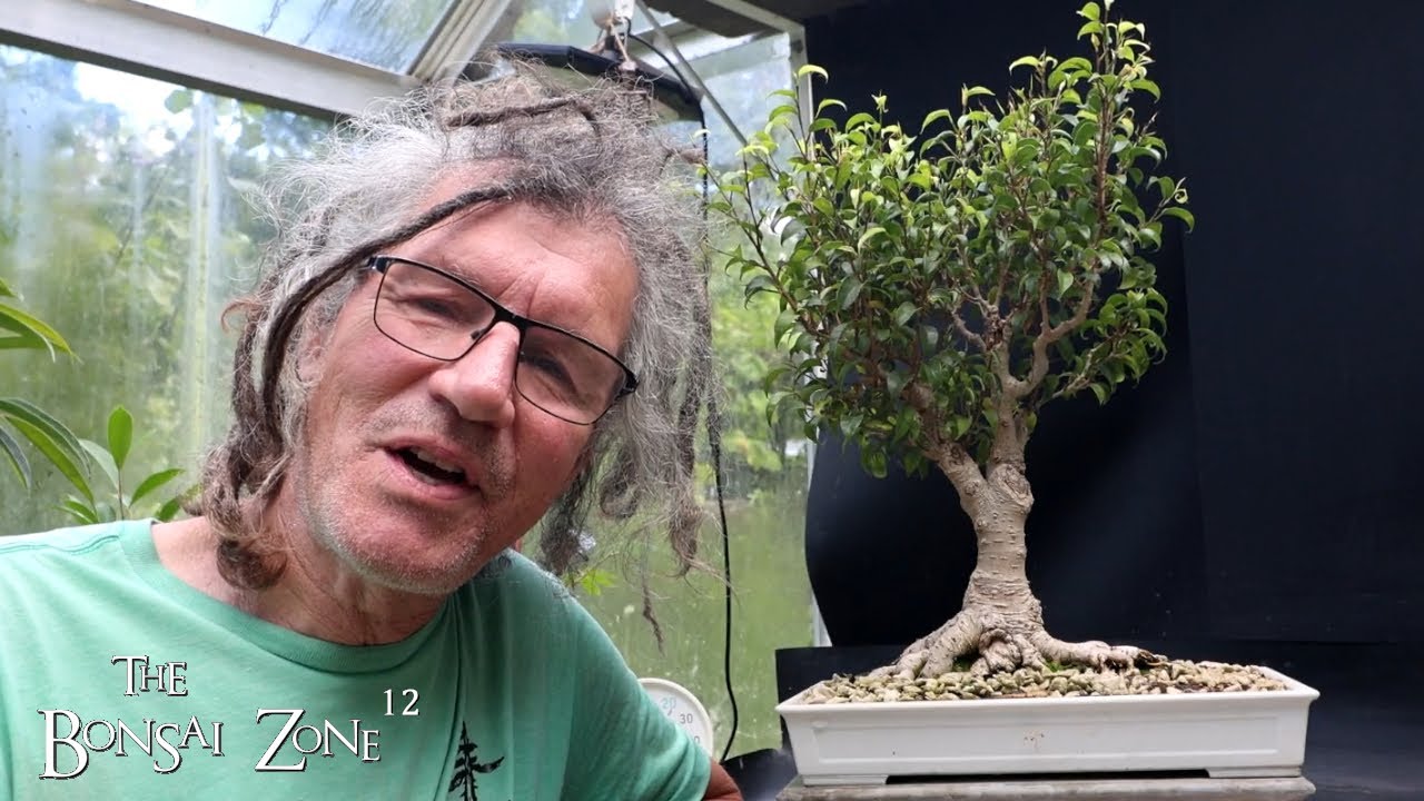 Pruning My Too Little Leaf Ficus benjamina, The Bonsai Zone, Aug 2025