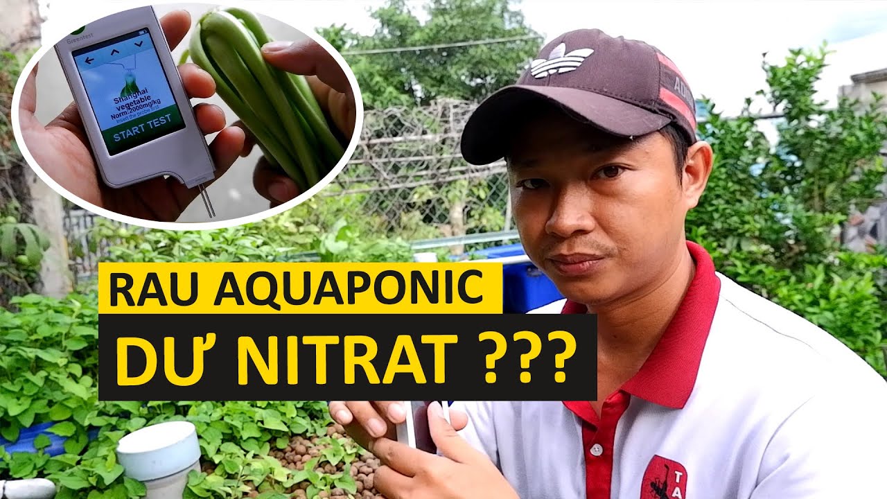 Rau aquaponic có bị tồn dư nitrat Hãy kiểm tra cùng mình nhé!