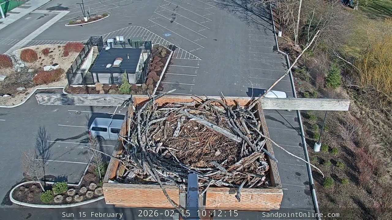 2026-02-15 Sandpoint Online - Osprey Nest Time-lapse