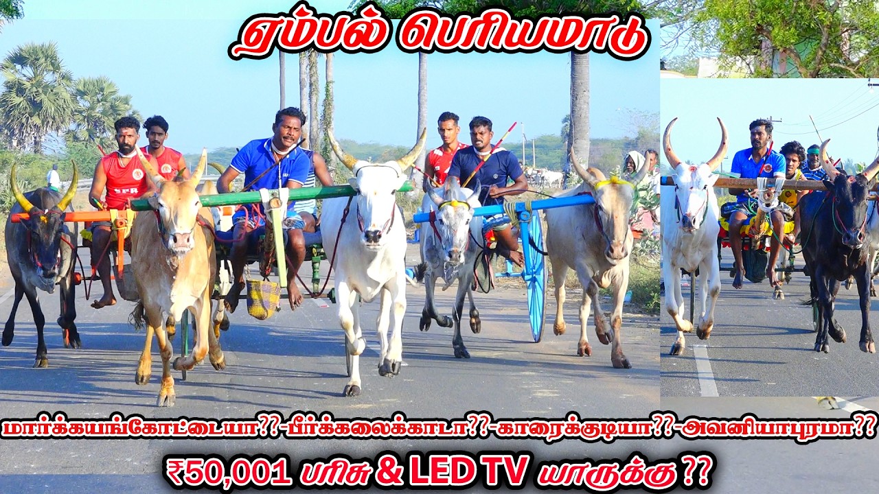 6ஏம்பல்-பெரியமாடு-பந்தயம்_04.03.2026_V_Photography