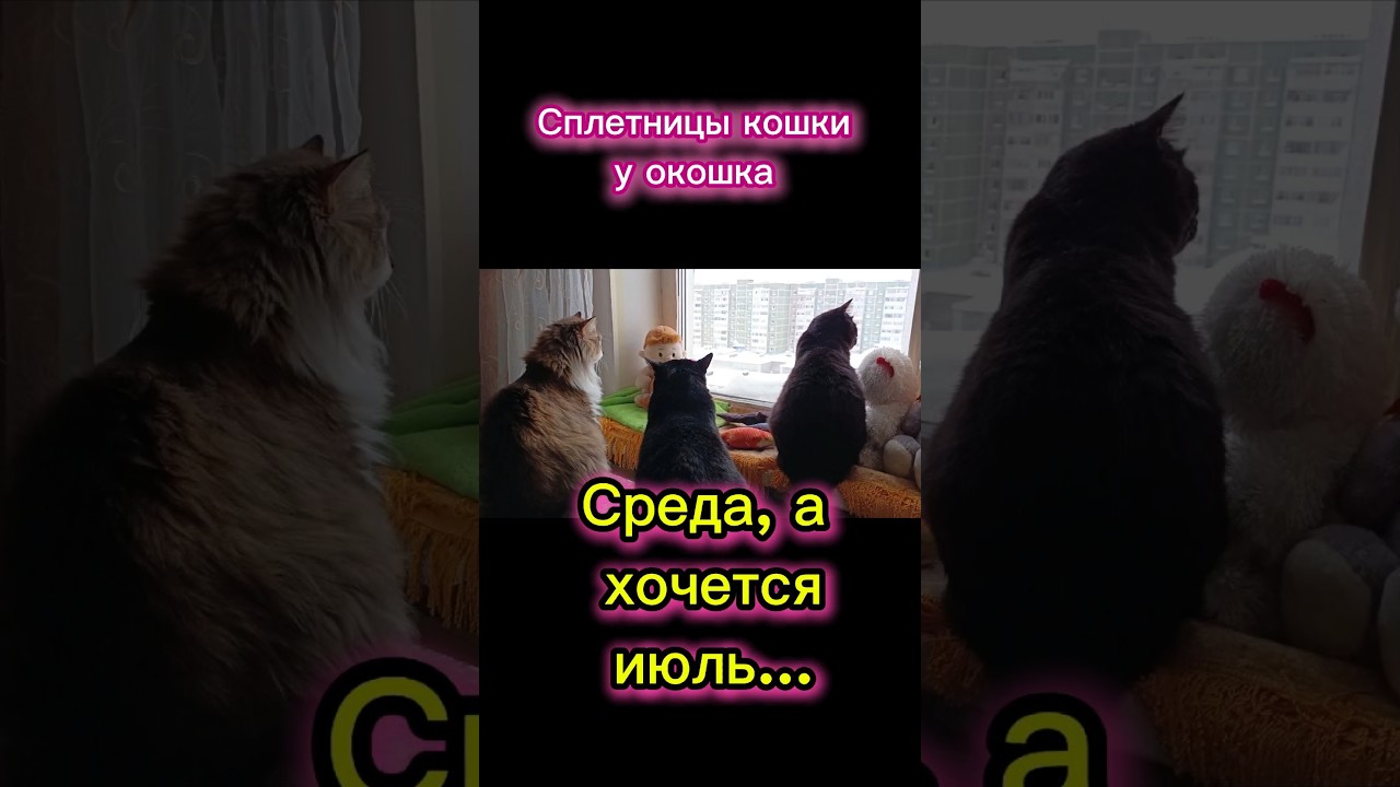 Сплетницы кошки у окошка.🤣@andrey_iva