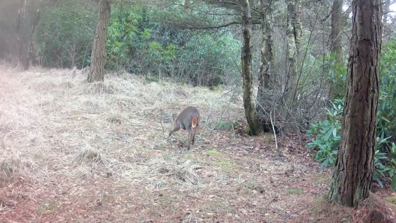 The Secret Life of the Forest: 3 March 2026