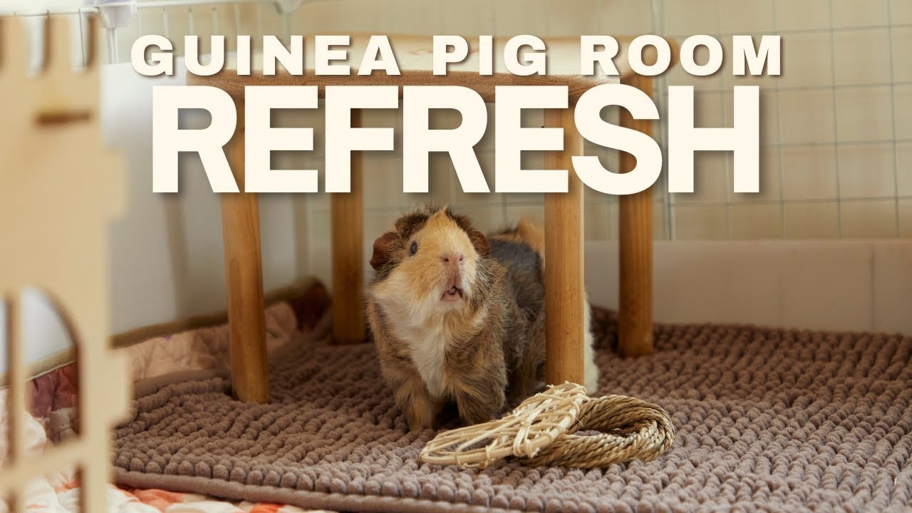 Pig Room Updates! ✨ Cleaning, toys, and news!