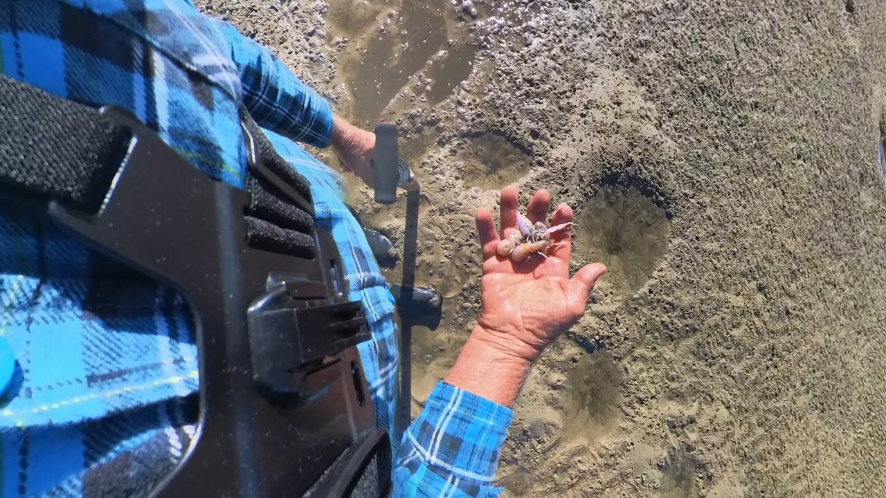 Gathering live bait ( yabbies )