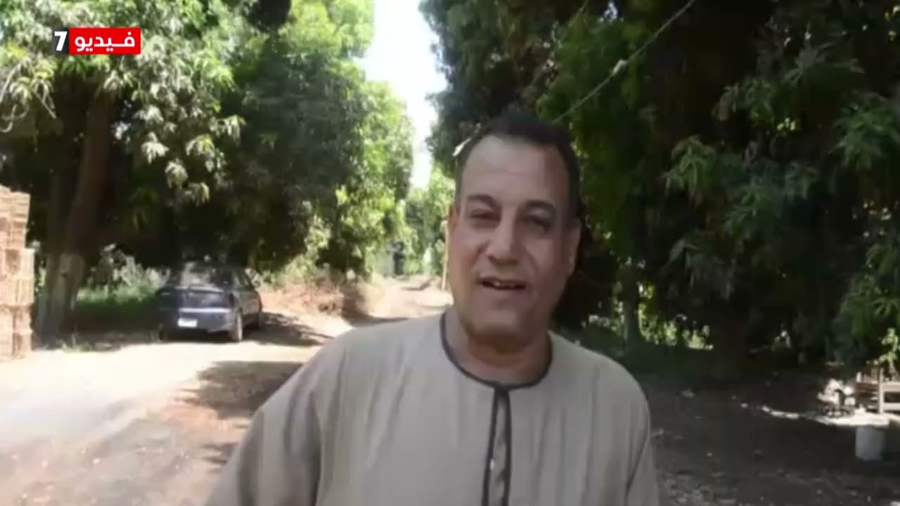 حصاد أطنان المانجو فى مزرعة الملك فاروق التاريخية جنوب الأقصر