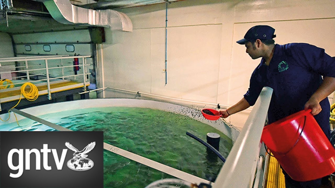 Farmed salmon to go on sale as UAE ramps up food security plan