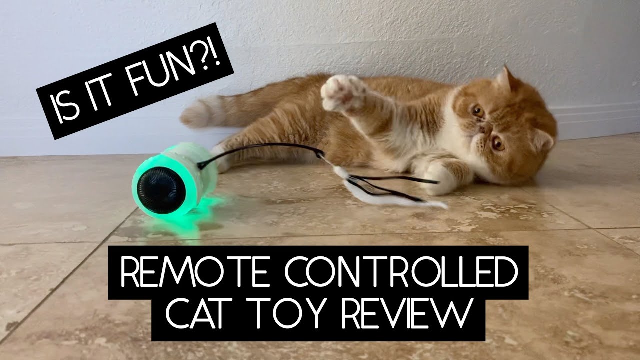 REMOTE CONTROLLED CAT TOY REVIEW | SVEN AND ROBBIE