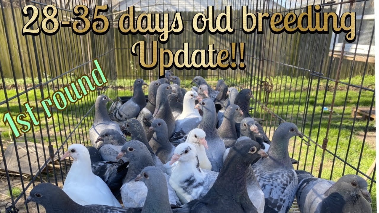 Kalapati breeding young birds update - Virginia Beach