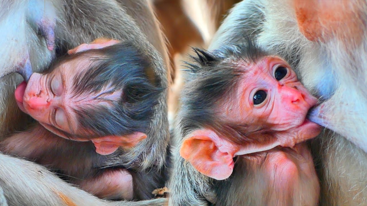 Very Sweetie ! Baby tiny RAIN get sucking breast milk -look his mouth drink milk so sweet and warmly