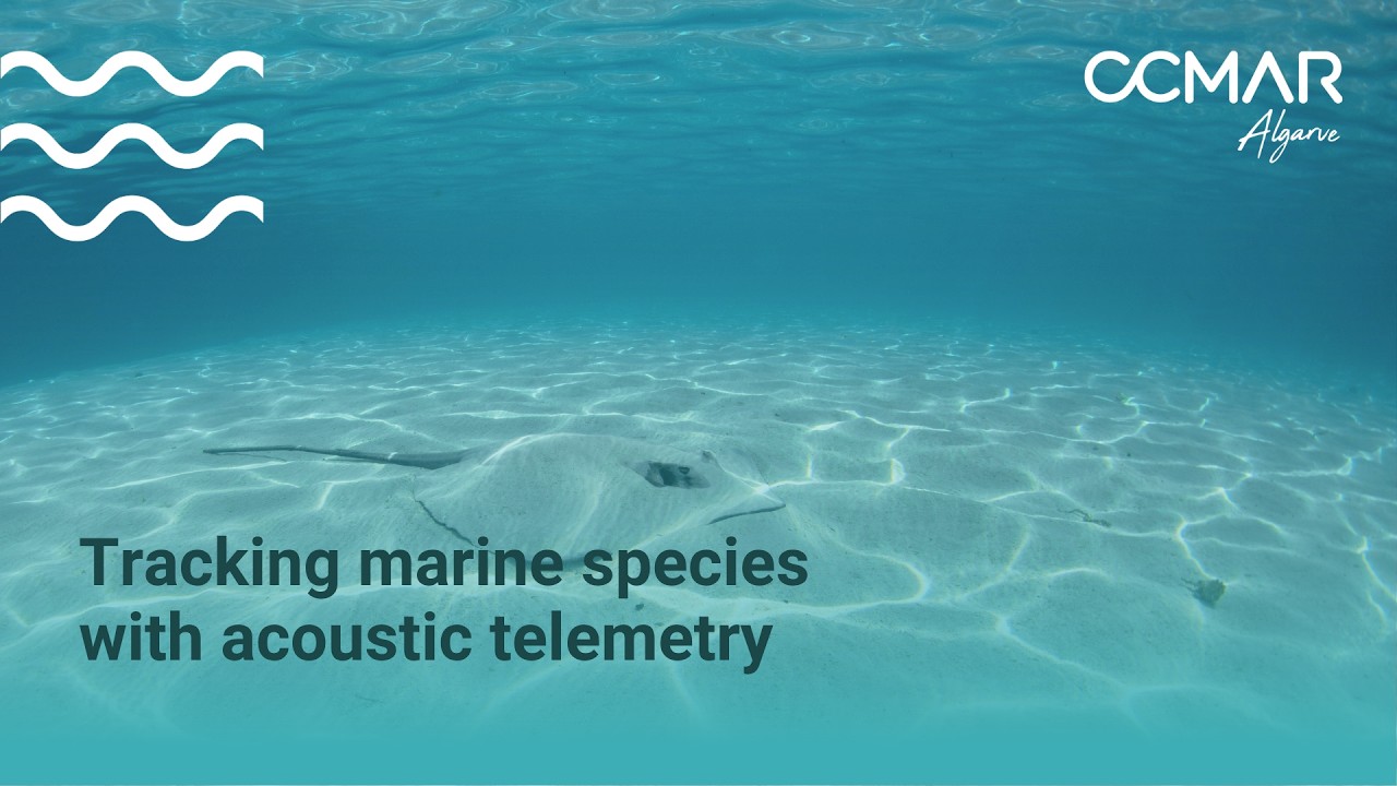 Following marine life where it moves with CCMAR&rsquo;s Acoustic Telemetry Services