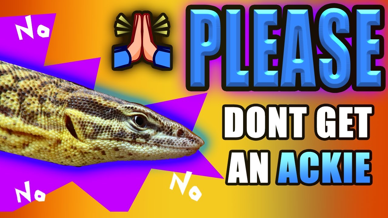 DO NOT GET AN ACKIE MONITOR! 5 Reasons NOT To Get An Ackie Monitor