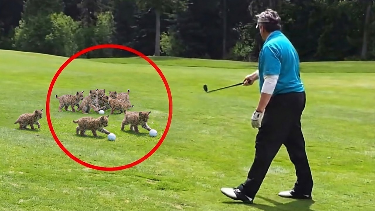 Bobcat Kittens Started Stealing Golf Balls — And Steal Everyone’s Hearts