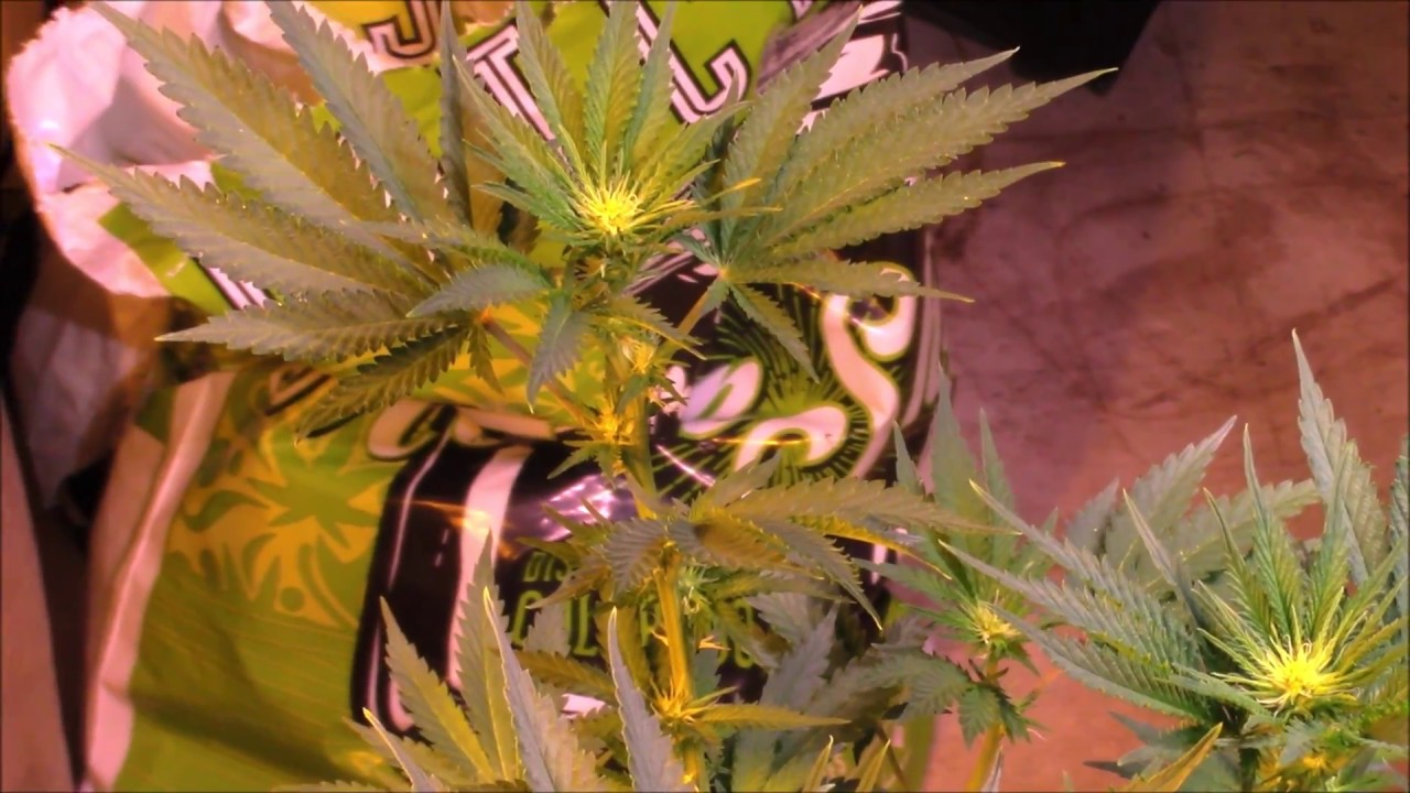 Week 3 of Flower  in the Grow Room