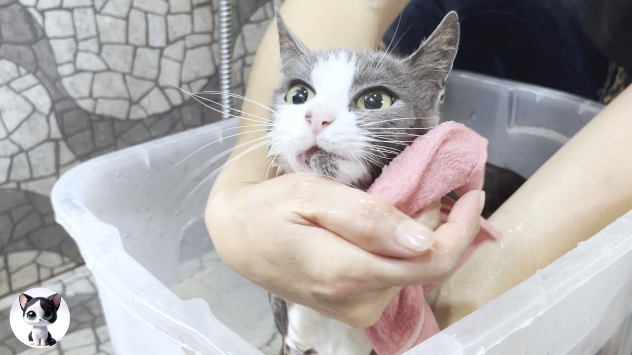 Первая ванна для спасенной уличной кошки, которая родила
