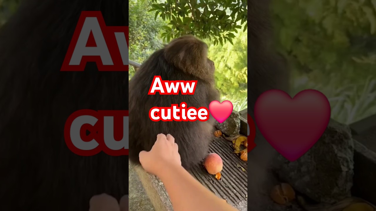 Tibetan Macaque enjoying cuddling #monkey #tibetanmacaque #trending #primates