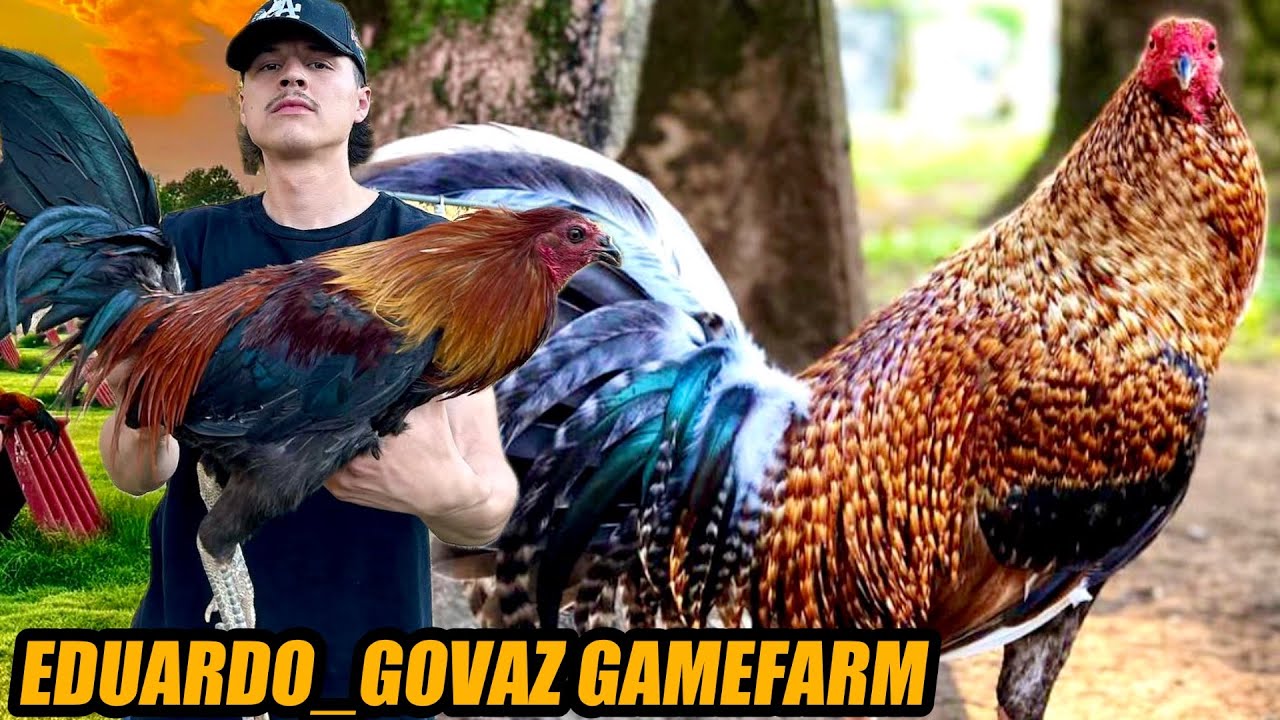 Super Black Leiper Hatch Brownred And Beautiful Bulik Hatch Pumpkin | EDUARDO_GOVAZ GAMEFARM
