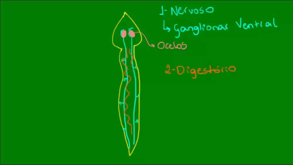 Classe Turbellaria dos Platelmintos - Zoologia - Biologia
