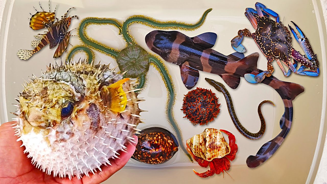 Tangkap ikan buntal dan kelomang, ikan hiu, belut, ikan laut, kepiting, hewan laut, starfish, keong