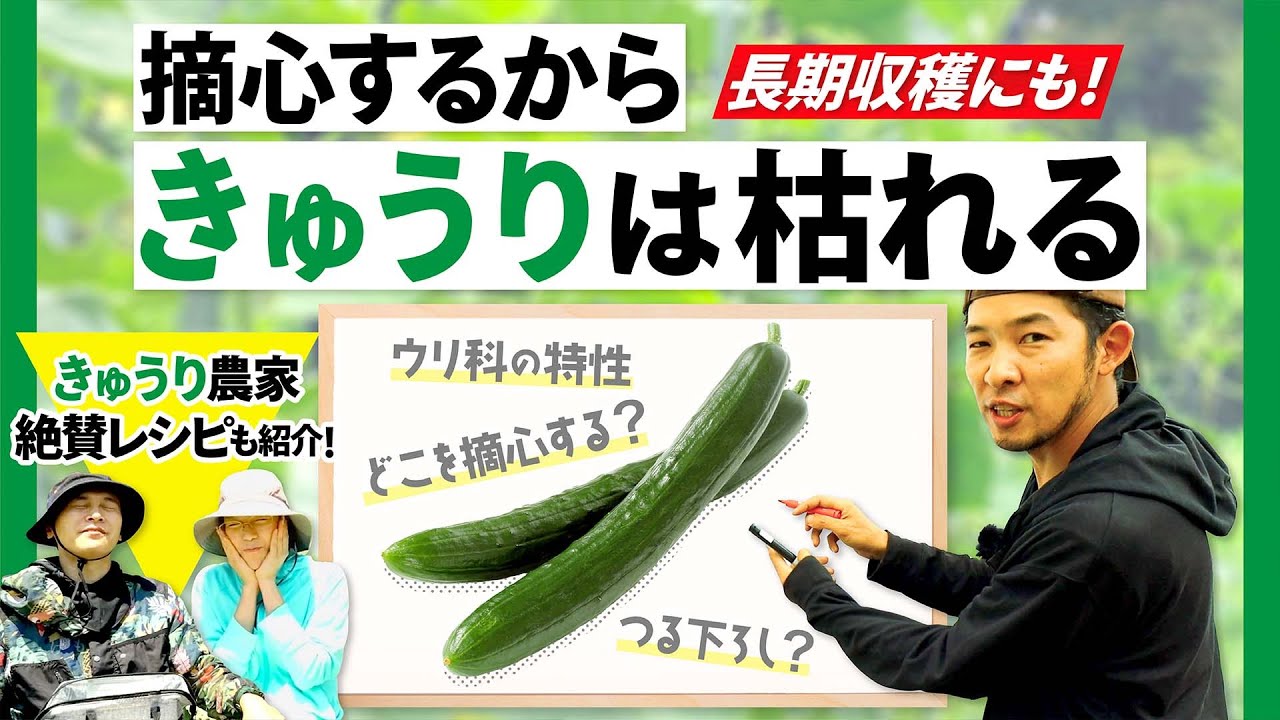【図解】キュウリはどのように育っているのか？【おすすめの仕立て】剪定・摘心