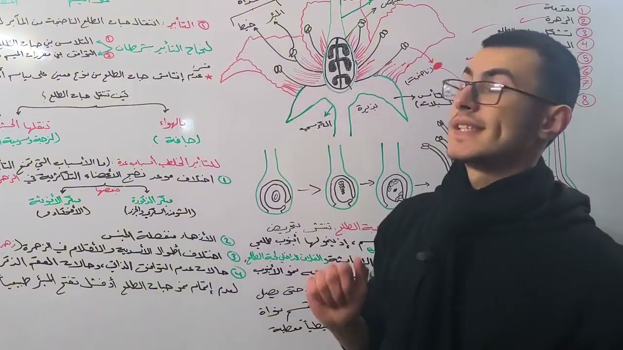 مغلفات البذور | مراحل الالقاح |