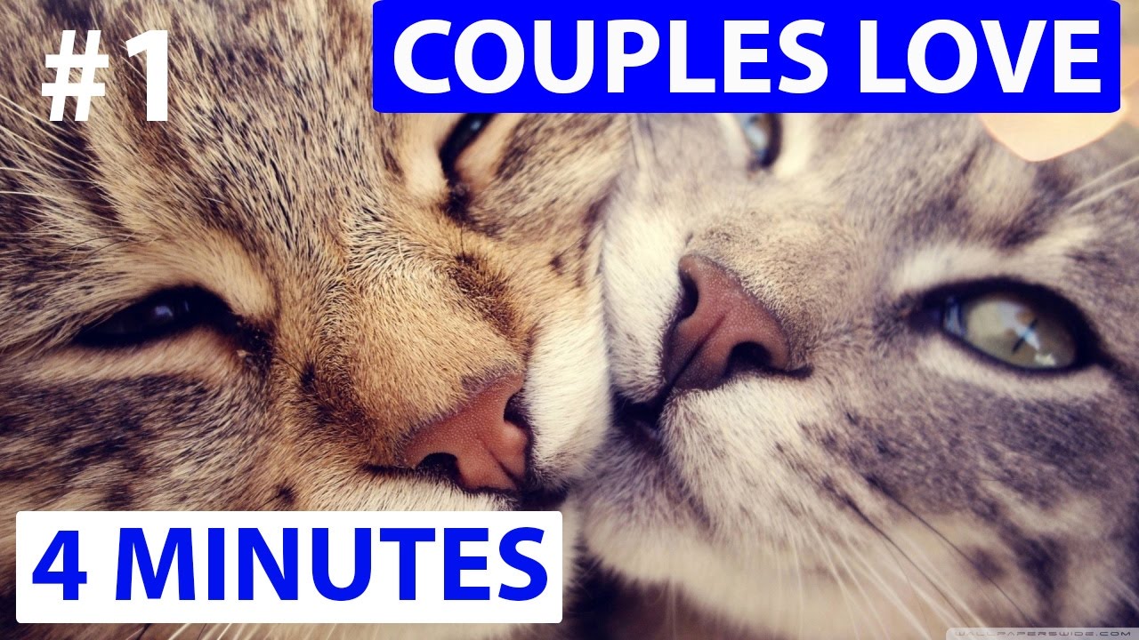 Couples cat in love compilation 2017 - most romantic moments
