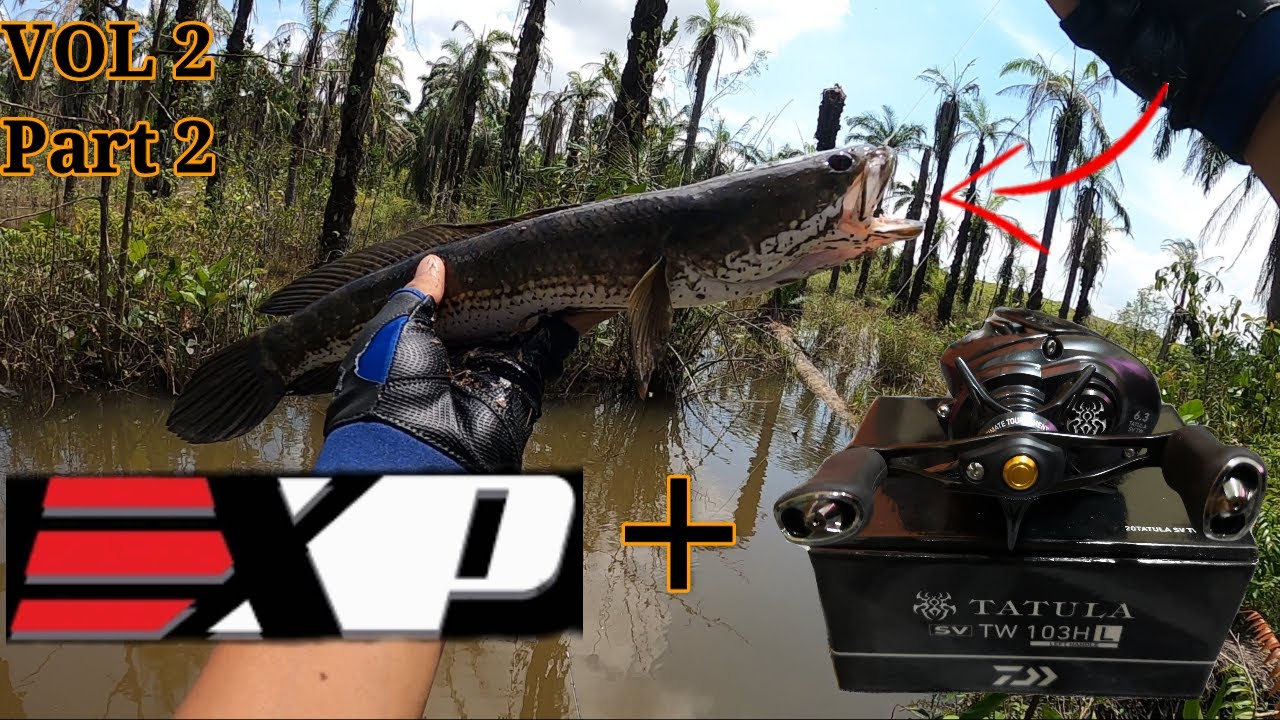 Daiwa Tatula Sv Tw (2020) Memang padu! Umpan Solf Frog EXP Terkiller 2020! Casting Haruan Vol2 Part2