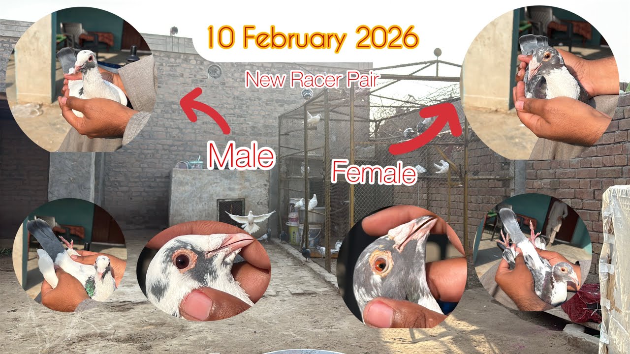 New Donface Pair Gift Mila Aur ShooQ Kiya | KHAKHI PIGEONS