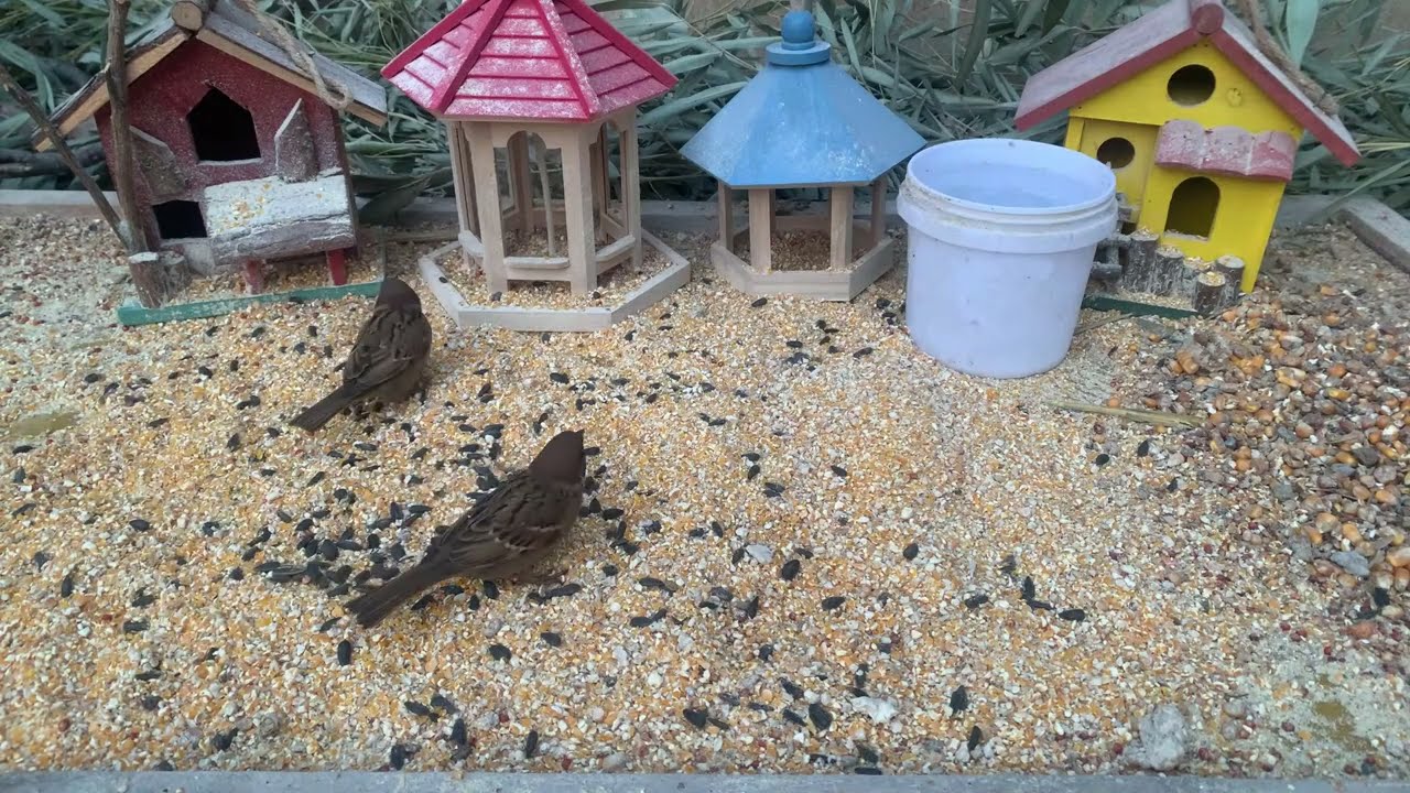 A Handful of Rice, and the Sparrows Came 🐦 | Pure Nature Healing-Z260203